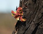Native trees in burnt areas - Fact sheet | January 2020 - Natural Resources SA