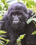 New Charter pledges to raise mountain gorilla numbers to 1,000 by 2018