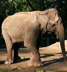 The SongS of elePhant life - Global Sanctuary for Elephants