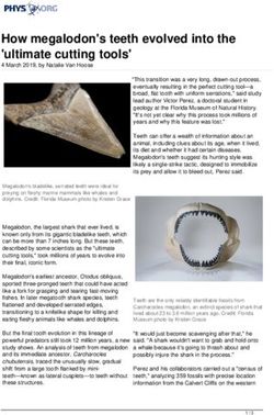 How megalodon's teeth evolved into the 'ultimate cutting tools' - Phys.org