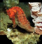 Trends Toolkit Finding and surveying wild seahorse populations in support of conservation - Project Seahorse