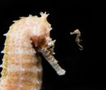 Trends Toolkit Finding and surveying wild seahorse populations in support of conservation - Project Seahorse