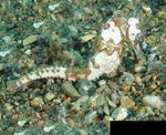 Trends Toolkit Finding and surveying wild seahorse populations in support of conservation - Project Seahorse