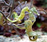 Trends Toolkit Finding and surveying wild seahorse populations in support of conservation - Project Seahorse
