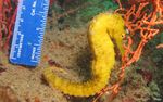 Trends Toolkit Finding and surveying wild seahorse populations in support of conservation - Project Seahorse