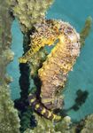 Trends Toolkit Finding and surveying wild seahorse populations in support of conservation - Project Seahorse