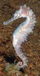 Trends Toolkit Finding and surveying wild seahorse populations in support of conservation - Project Seahorse