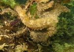 Trends Toolkit Finding and surveying wild seahorse populations in support of conservation - Project Seahorse