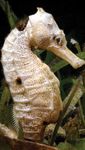Trends Toolkit Finding and surveying wild seahorse populations in support of conservation - Project Seahorse