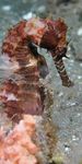 Trends Toolkit Finding and surveying wild seahorse populations in support of conservation - Project Seahorse