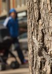 Reversing the Decline of Insects - A new report from the Wildlife Trusts - Lead Author: Professor Dave Goulson, University of Sussex