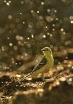 Reversing the Decline of Insects - A new report from the Wildlife Trusts - Lead Author: Professor Dave Goulson, University of Sussex