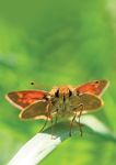 Reversing the Decline of Insects - A new report from the Wildlife Trusts - Lead Author: Professor Dave Goulson, University of Sussex