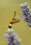 Reversing the Decline of Insects - A new report from the Wildlife Trusts - Lead Author: Professor Dave Goulson, University of Sussex