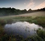 Reversing the Decline of Insects - A new report from the Wildlife Trusts - Lead Author: Professor Dave Goulson, University of Sussex
