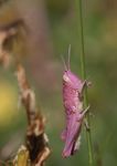 Reversing the Decline of Insects - A new report from the Wildlife Trusts - Lead Author: Professor Dave Goulson, University of Sussex
