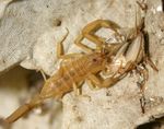 Scorpions of the Desert Southwest United States - Arizona ...