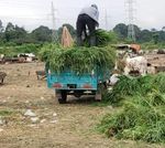 Study of the Organization of Fodder Exploitation, in the Face of Development Dynamics and the Galloping Urbanization of the City of Abidjan