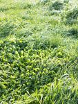 PERSPECTIVE August 2021 - The latest insights into global dairy markets Your regular global overview of the dairy industry along with trends in ...