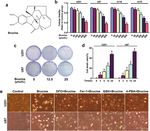 ATF3 contributes to brucine-triggered glioma cell ferroptosis via promotion of hydrogen peroxide and iron