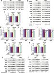 ATF3 contributes to brucine-triggered glioma cell ferroptosis via promotion of hydrogen peroxide and iron