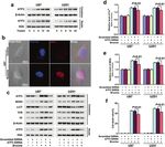 ATF3 contributes to brucine-triggered glioma cell ferroptosis via promotion of hydrogen peroxide and iron