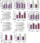 ATF3 contributes to brucine-triggered glioma cell ferroptosis via promotion of hydrogen peroxide and iron