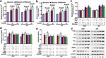 ATF3 contributes to brucine-triggered glioma cell ferroptosis via promotion of hydrogen peroxide and iron