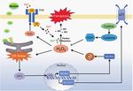 ATF3 contributes to brucine-triggered glioma cell ferroptosis via promotion of hydrogen peroxide and iron