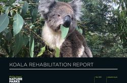 KOALA REHABILITATION REPORT - Phillip Island Nature Parks