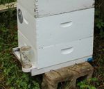 GENERAL MAINTENANCE OF HONEY BEE HIVES - Extension ...
