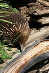 Tasmania's Endemic Birds & Mammals - Naturalist Journeys