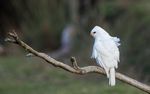 Tasmania's Endemic Birds & Mammals - Naturalist Journeys