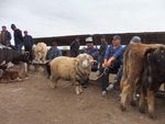 Sustainable Development Goals and the livestock sector in Central Asia