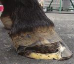 What Happens When Hoof Care is Neglected - Ken Davis and ...
