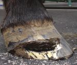 What Happens When Hoof Care is Neglected - Ken Davis and ...