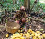 Effectiveness Review of Child Labour Monitoring and Remediation Systems in the West African Cocoa Sector