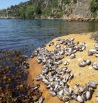 THE SURVEILLANCE AND CONTROL PROGRAMME FOR BONAMIOSIS AND MARTEILIOSIS IN EUROPEAN FLAT OYSTERS, OSTREA EDULIS, AND BLUE MUSSELS, MYTILUS SP. IN ...