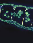 Variation in Righting Times of Holothuria atra, Stichopus chloronotus, and Holothuria edulis in Response to Increased Seawater Temperatures on ...