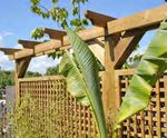 Pergola Systems - Jacksons Fencing