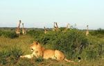 PILANESBERG NATIONAL PARK - 2 Night Safari & 2 Night Sun City