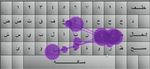 Usability Evaluation of Optimized Single-Pointer Arabic Keyboards Using Eye Tracking
