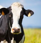 Tax Planning Farmers - mulcahy.com.au
