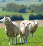 Tax Planning Farmers - mulcahy.com.au