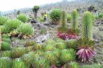 Natural World Heritage in Africa - PROGRESS AND PROSPECTS - Donors & Implementing Partners - IUCN Portal