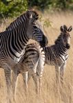 Natural World Heritage in Africa - PROGRESS AND PROSPECTS - Donors & Implementing Partners - IUCN Portal