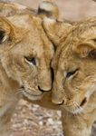 Natural World Heritage in Africa - PROGRESS AND PROSPECTS - Donors & Implementing Partners - IUCN Portal