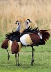 Natural World Heritage in Africa - PROGRESS AND PROSPECTS - Donors & Implementing Partners - IUCN Portal