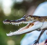 Lightning Ridge 6 Day Tour - Southern Star Coaches