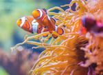 Virtual Aquaclass Program - OCEAN WISE PRESENTS - Vancouver Aquarium